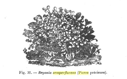 B. ‘Pierre Precieuse’